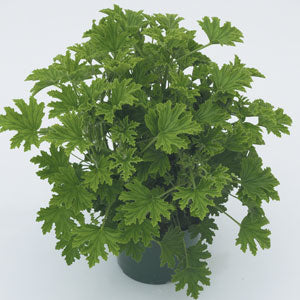 Geranium Citronella