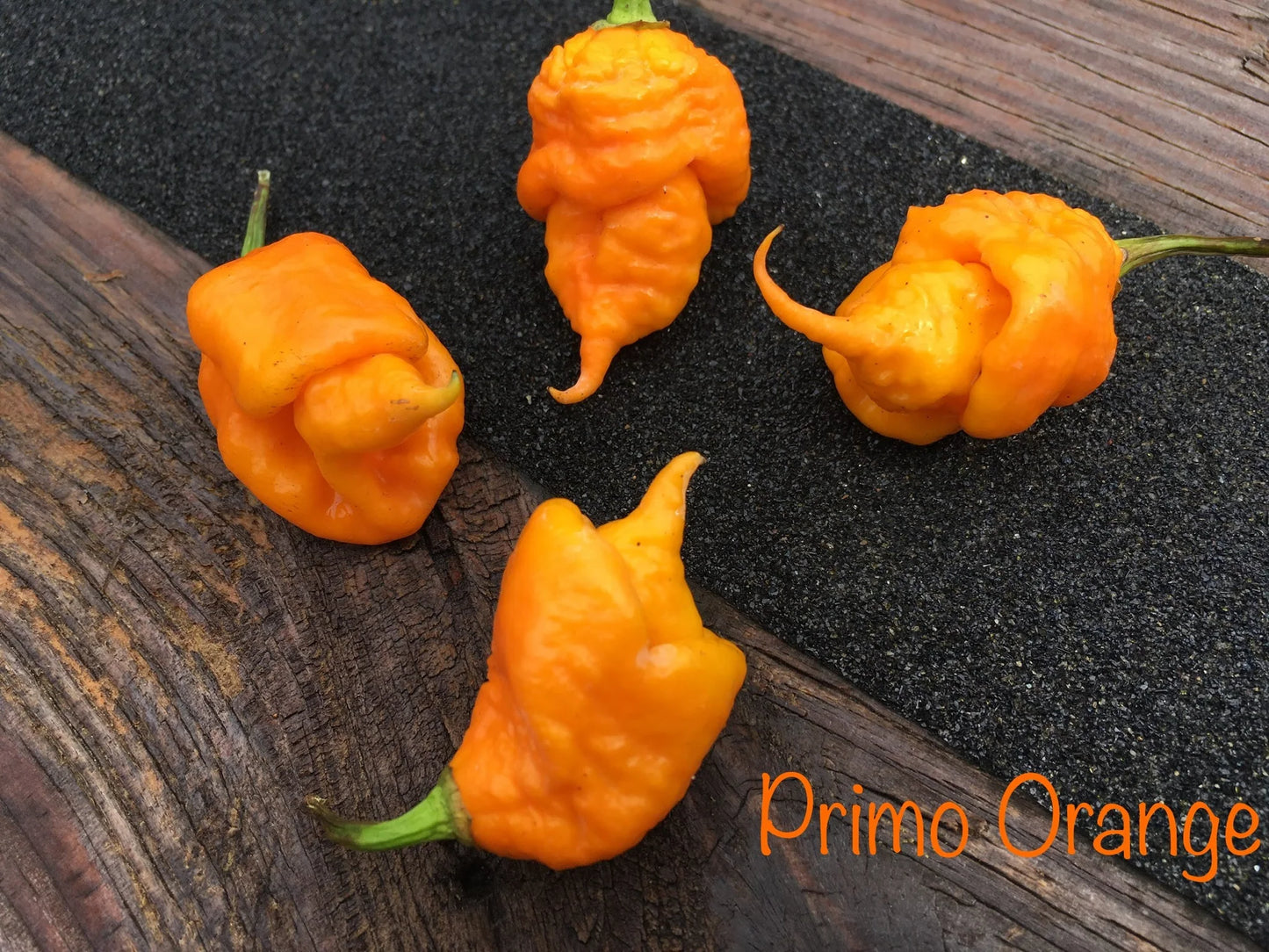 7 Pot Primo Orange - Pepper Plant Start - 4.33" Pot