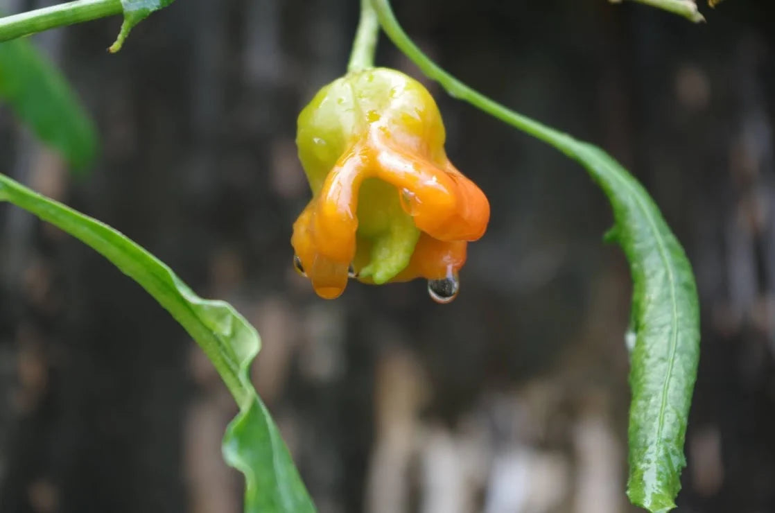 Bishops Cap Pepper Plant Start - 4.33" Pot