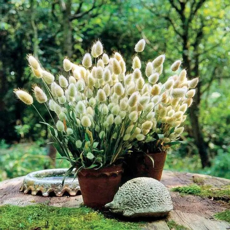 Bunny Tails Ornamental Grass