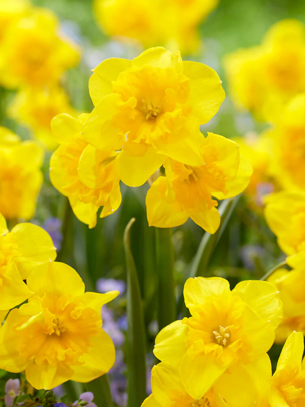 Daffodil - 6 bulbs per Pot