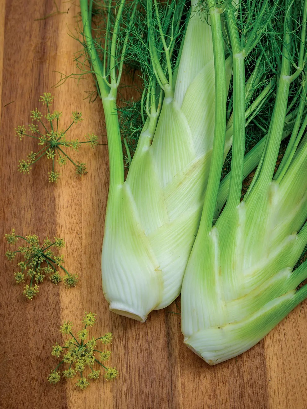 Fennel