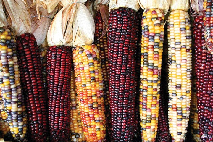 Indian Corn Seed Pack - Clearance