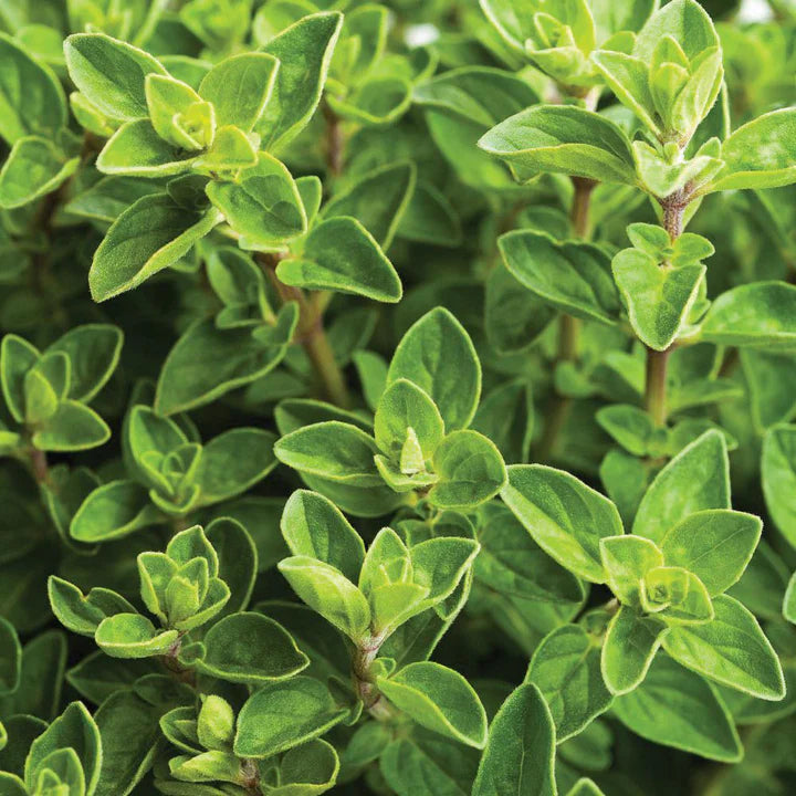 MIgardener Italian Oregano Seed Packet