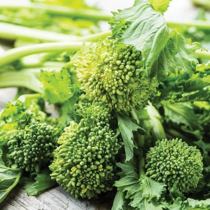 Broccoli Rabe - Spring Rapini Plant Start