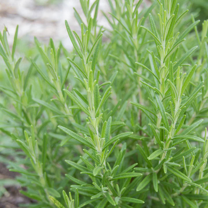 MIgardener Rosemary Seed Packet