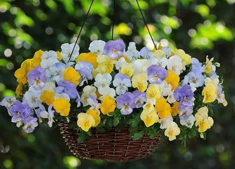 Pansy Coolwave 10" Hanging Basket