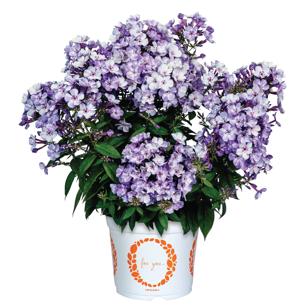 Phlox Flame - Blue Ice