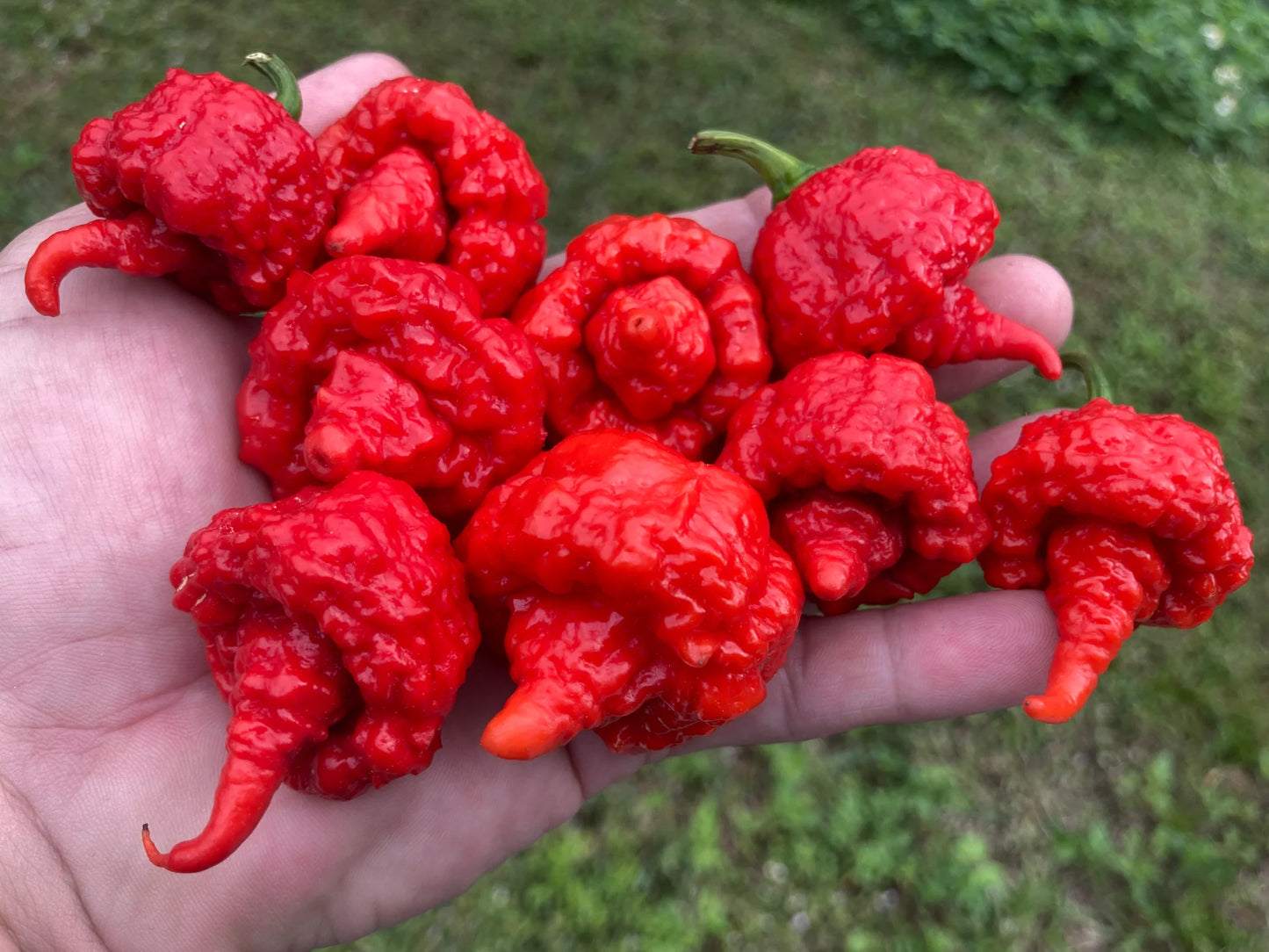RB003 - Pepper Plant Start - 4.33" Pot