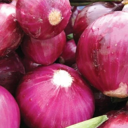 Red Grano Onion - 6 cell pack