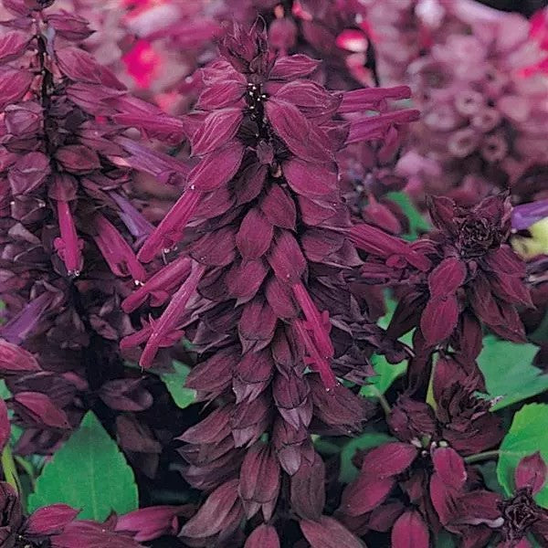 Salvia Vista (Scarlet Sage)