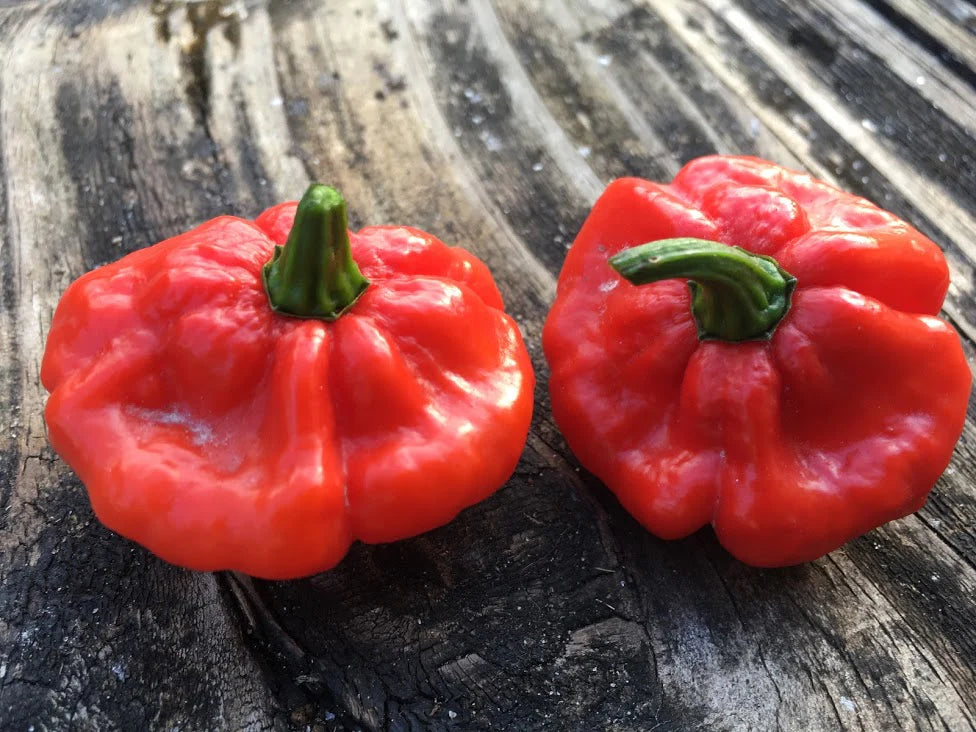 Scotch Bonnet - Foodorama Red - Pepper Plant Start - 4.33" Pot
