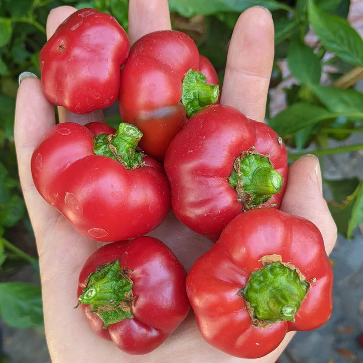 Alma Paprika - Pepper Plant Start - 4.33" Pot