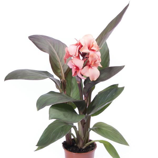 Canna Canova
