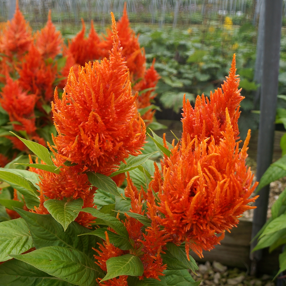 Celosia