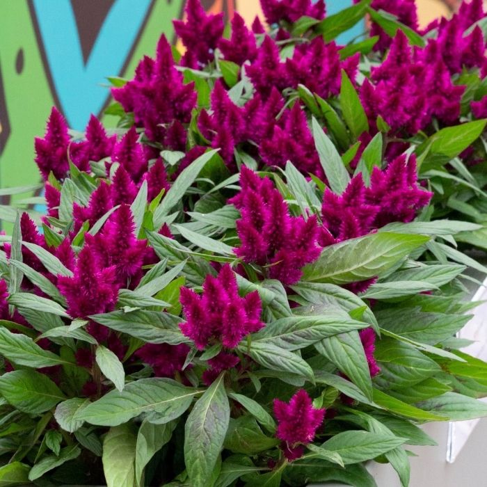 Celosia