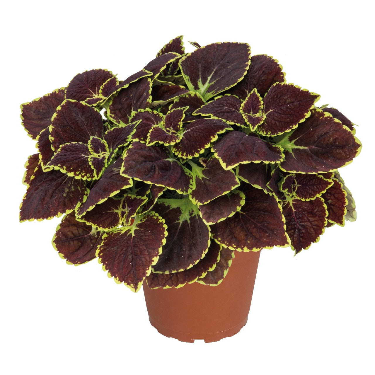 Coleus - Main Street Collection
