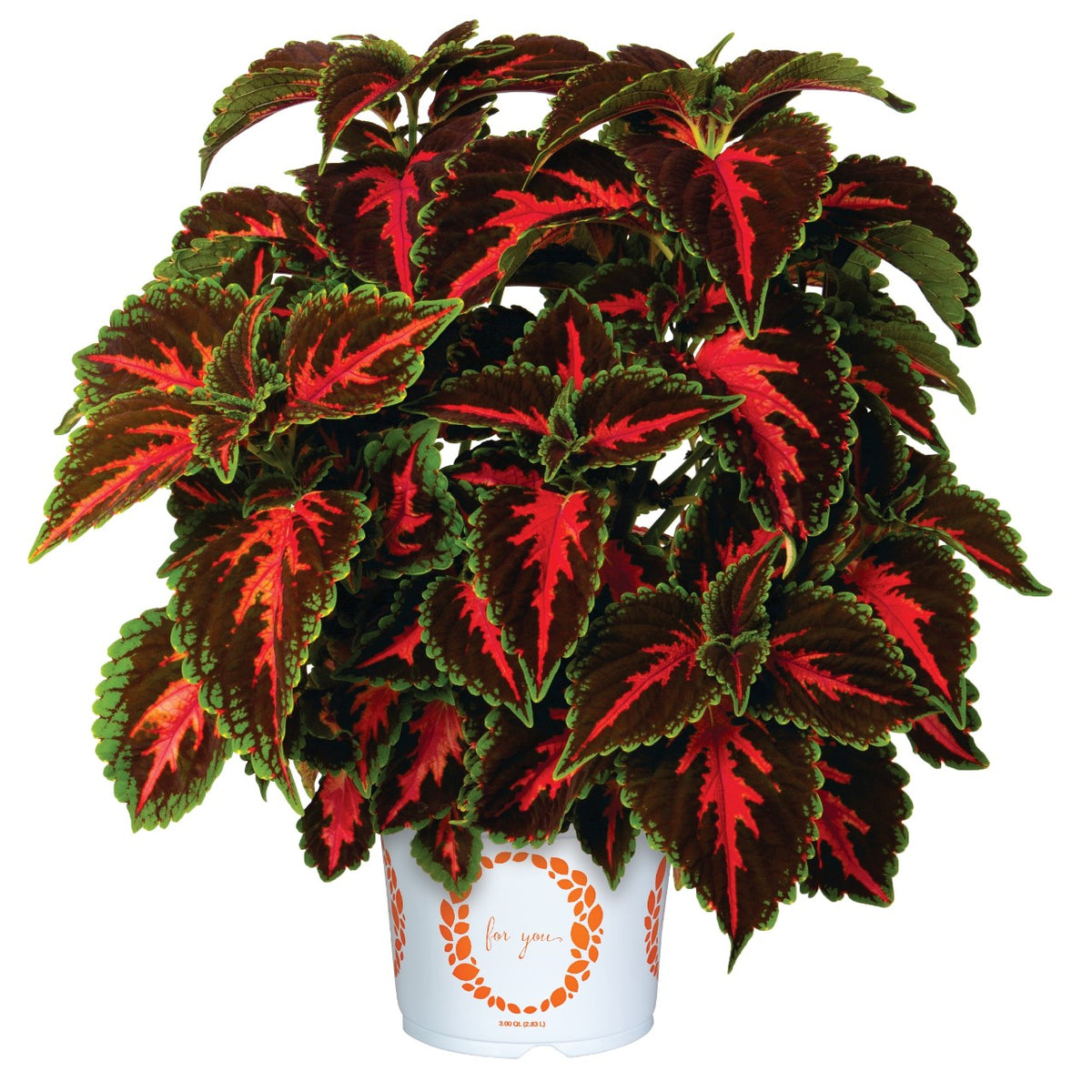 Misc Coleus - In Person Only