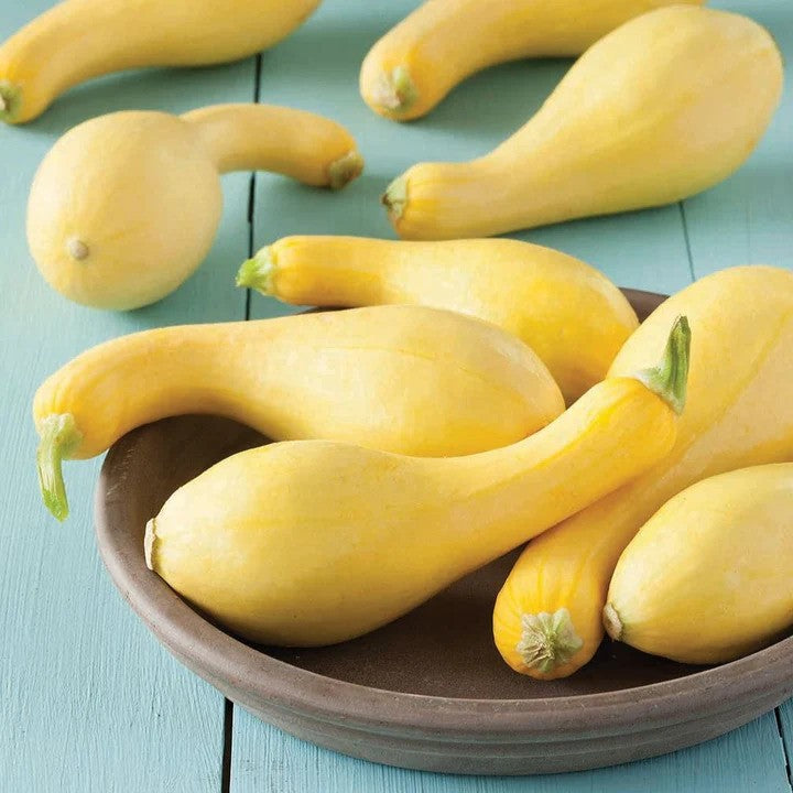 Yellow Squash - Summer Crookneck