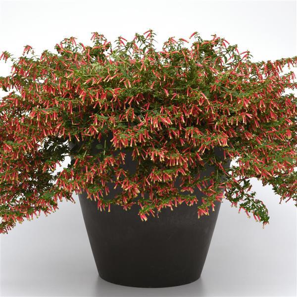 Cuphea (Cigar Plant) Collection