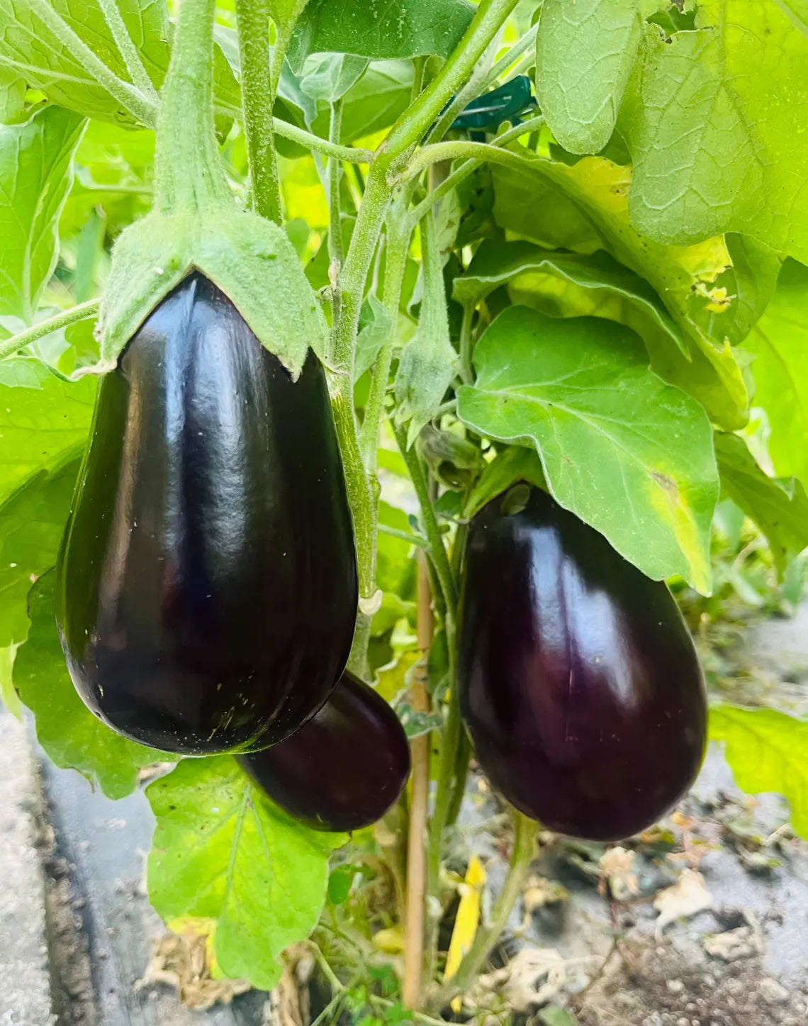 Eggplant - Black Beauty