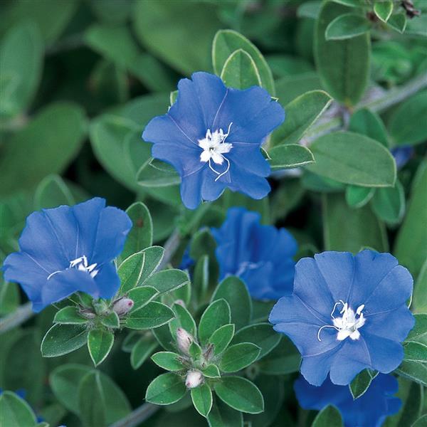 Evolvulus (Morning Glory)