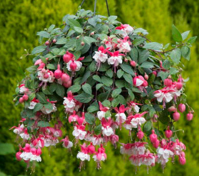 Fuchsia