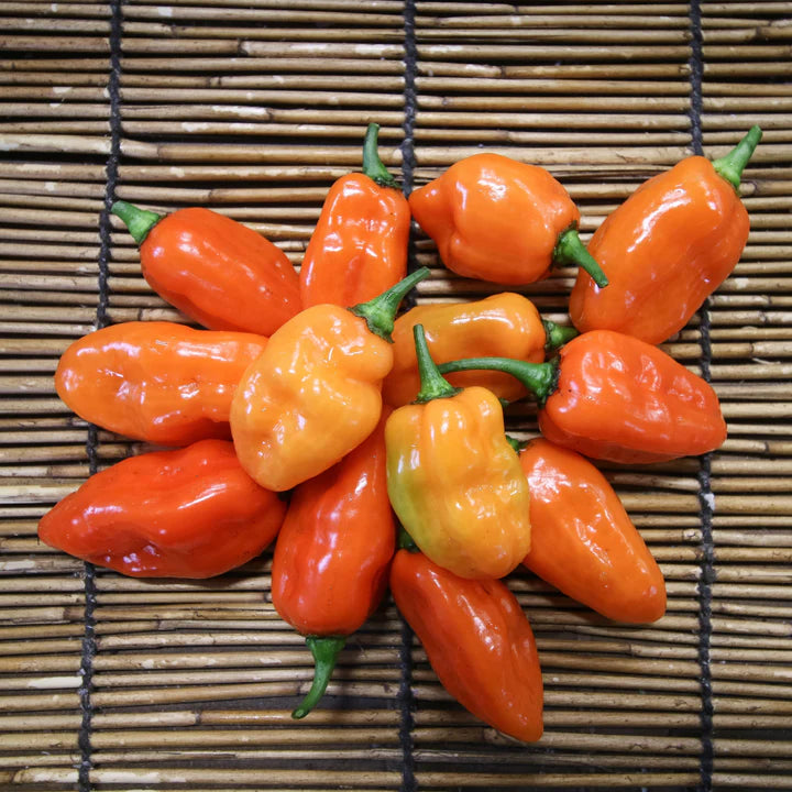 Habanero Caribbean Orange - Pepper Plant Start - 4.33" Pot