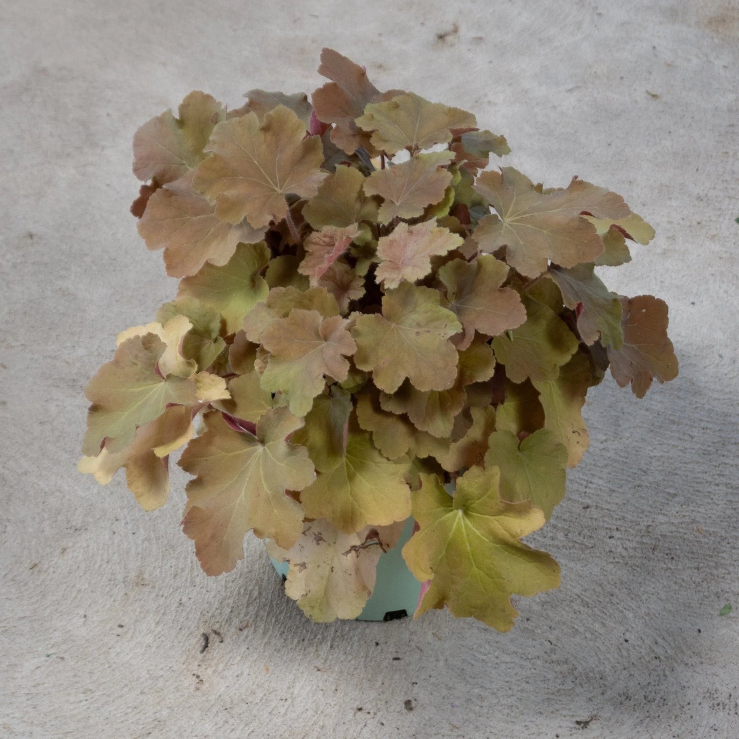 4.33" Heuchera - Coral Bells (Perennial)