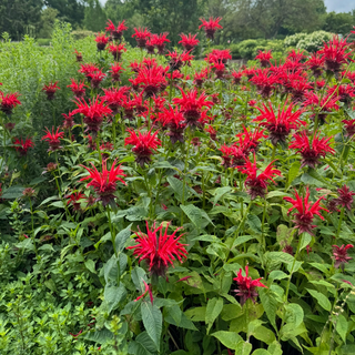 Beebalm