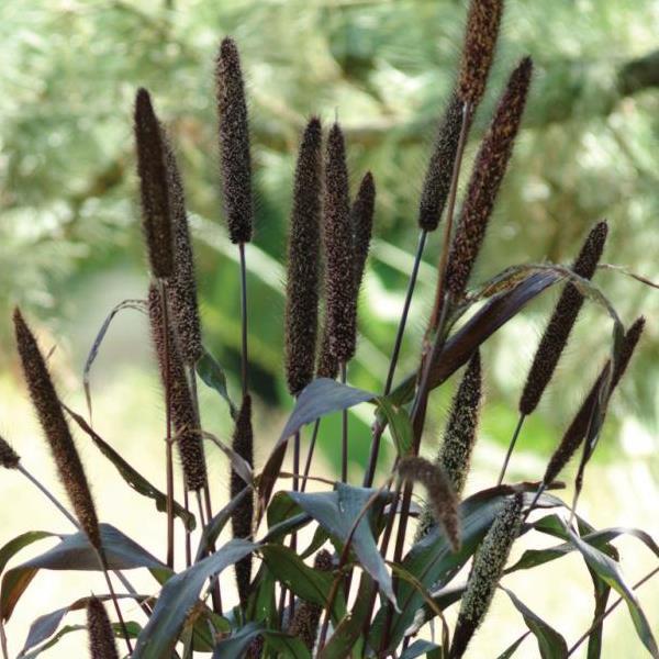 Ornamental Millet Jester