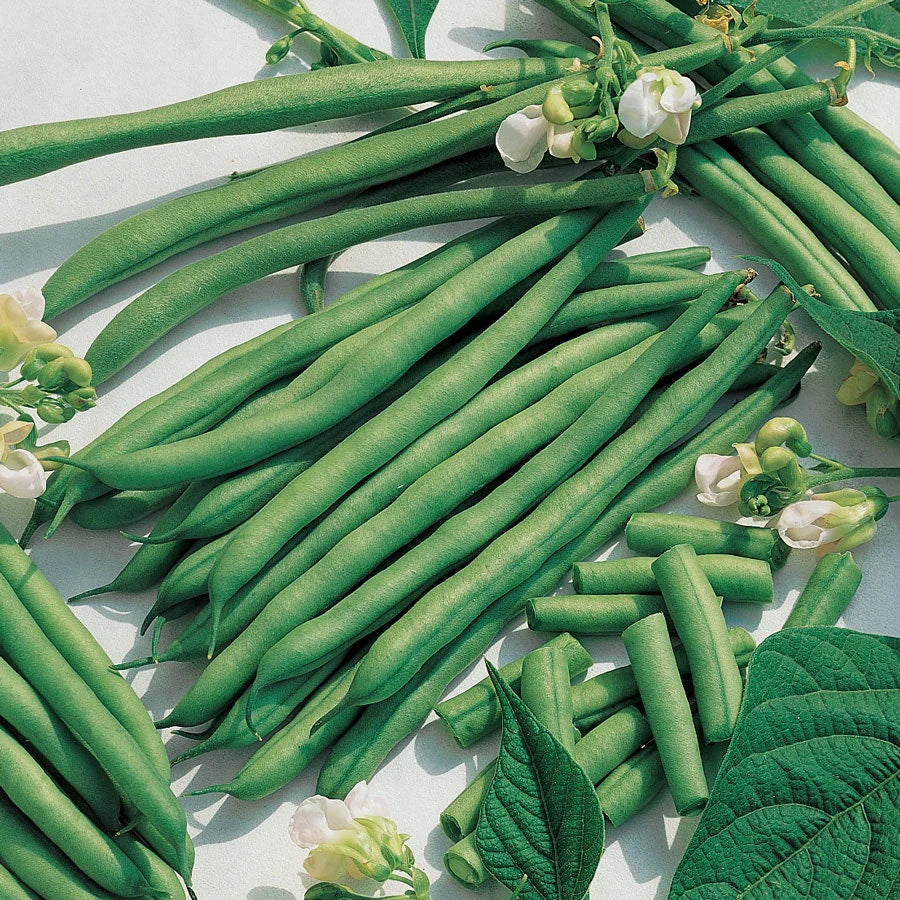 Kentucky Blue Bean - Pole Bean
