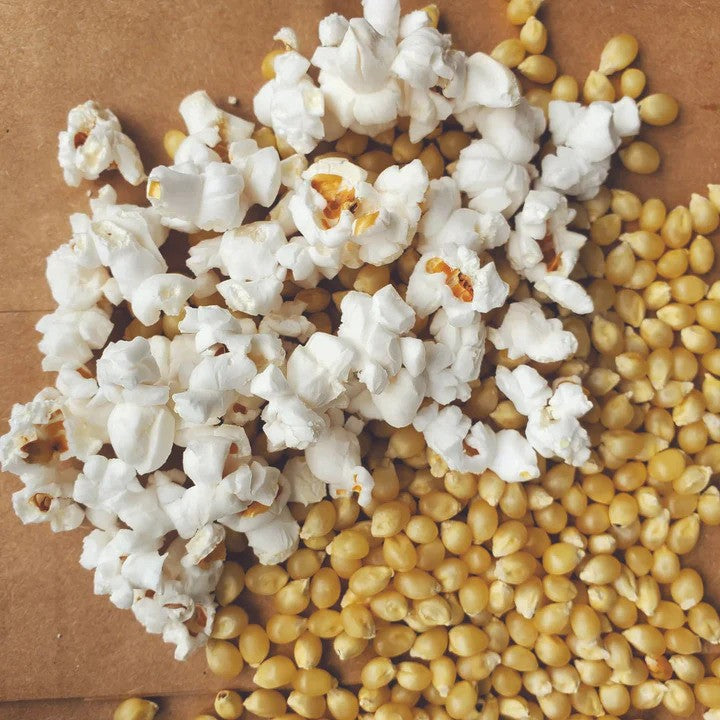 Popping Corn Seed Pack - Clearance