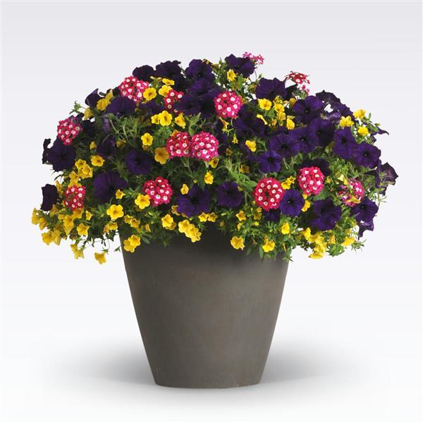 12" Curated Hanging Baskets