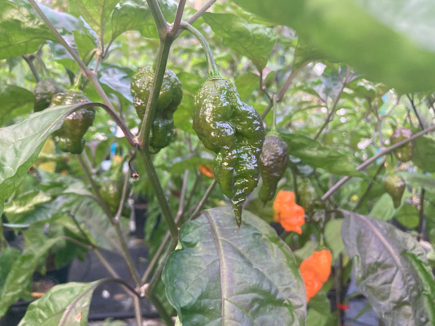 Orange Sharknado Blushed - Pepper Plant Start - 4.33" Pot