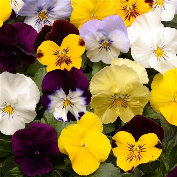 Pansy - Cool Wave - Spreading