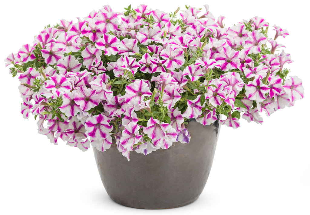 Petunia - Supertunia