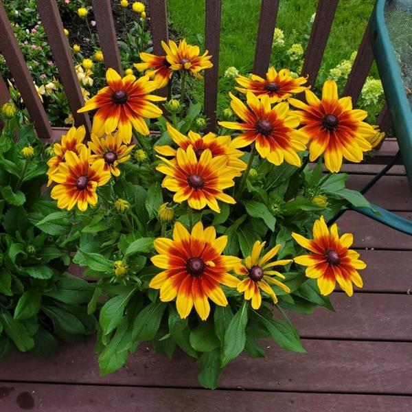 Rudabeckia