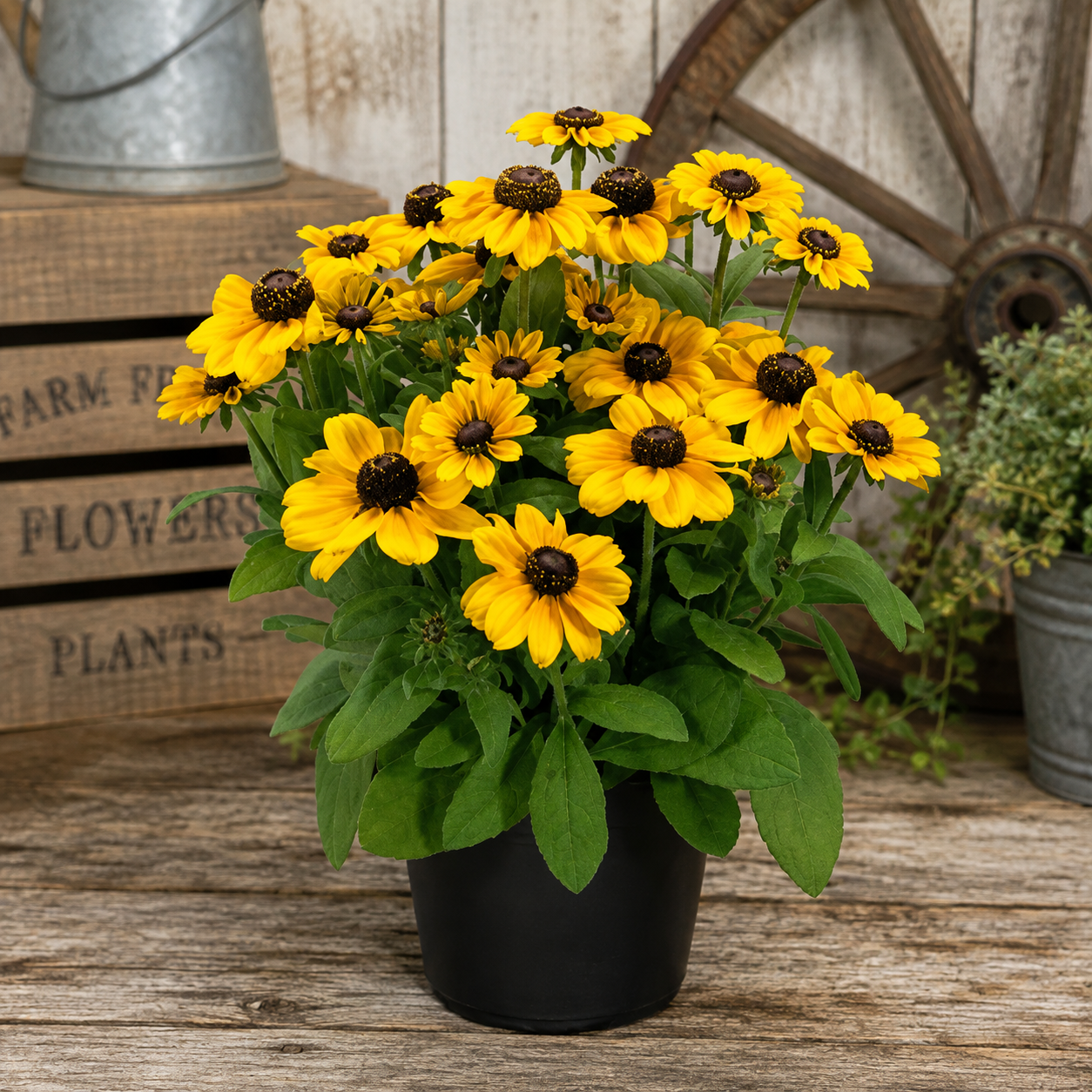 Black Eyed Susan - Rudbeckia Toto