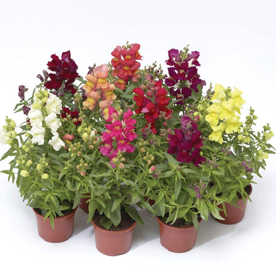 Snapdragon - Snaptini