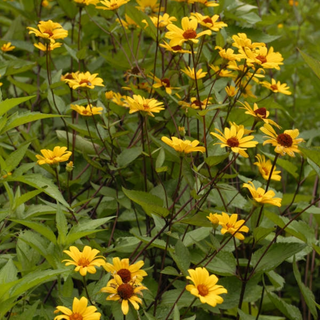 False Sunflower