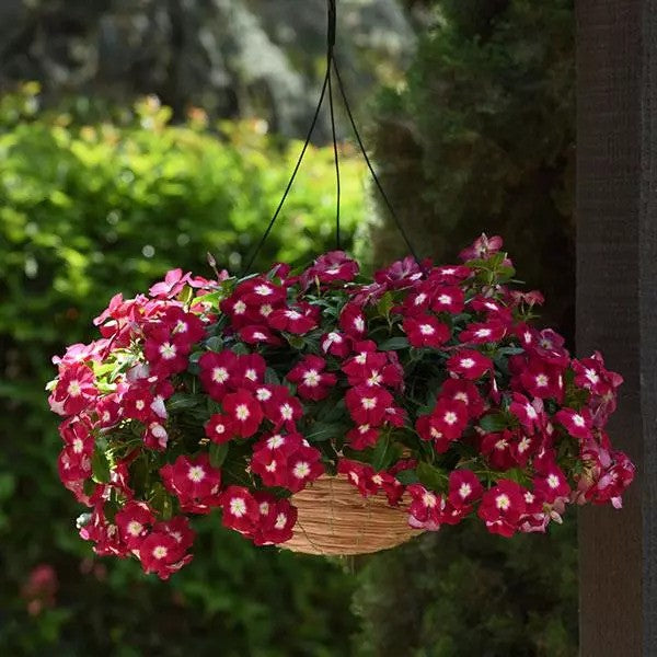 Vinca - Mediterranean XP - Trailing Variety