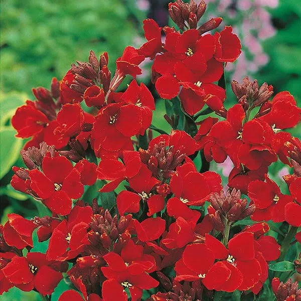 Wallflower