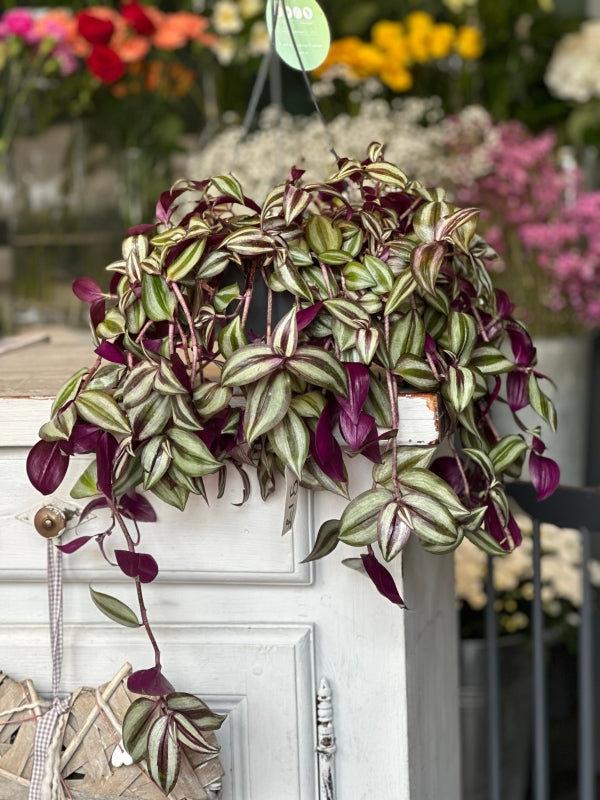 Wandering Jew