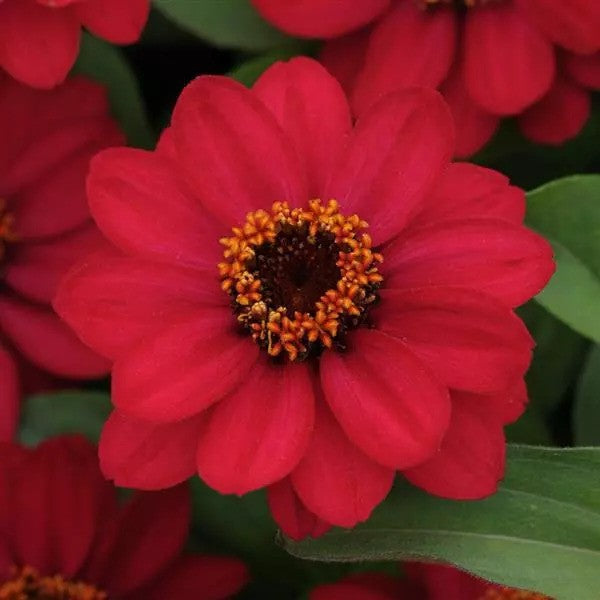 Zinnia - Zahara