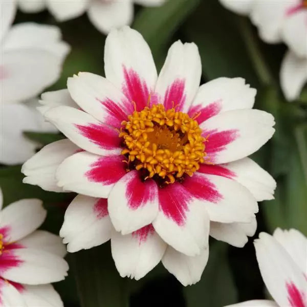 Zinnia - Zahara