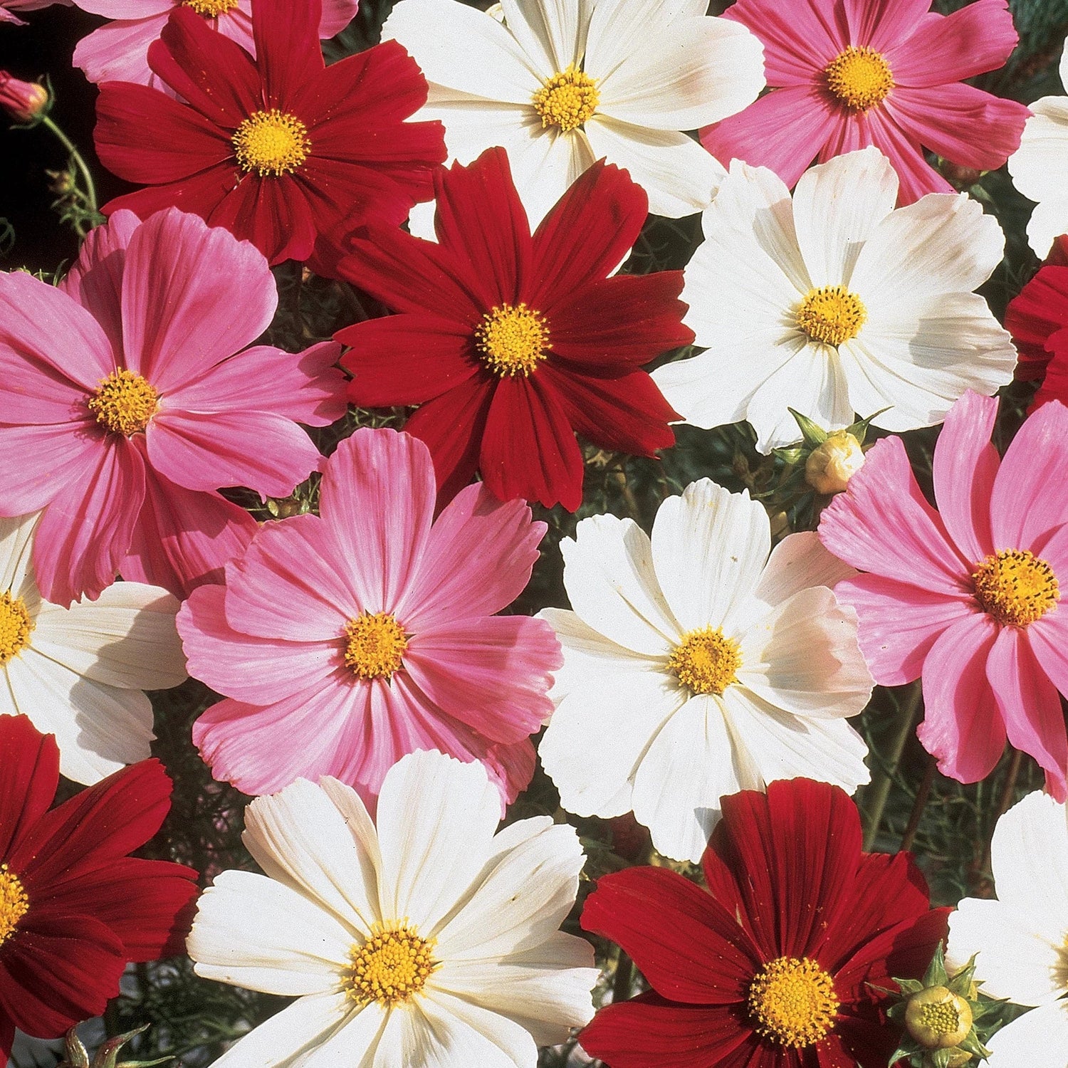 Summer Flowering Plants