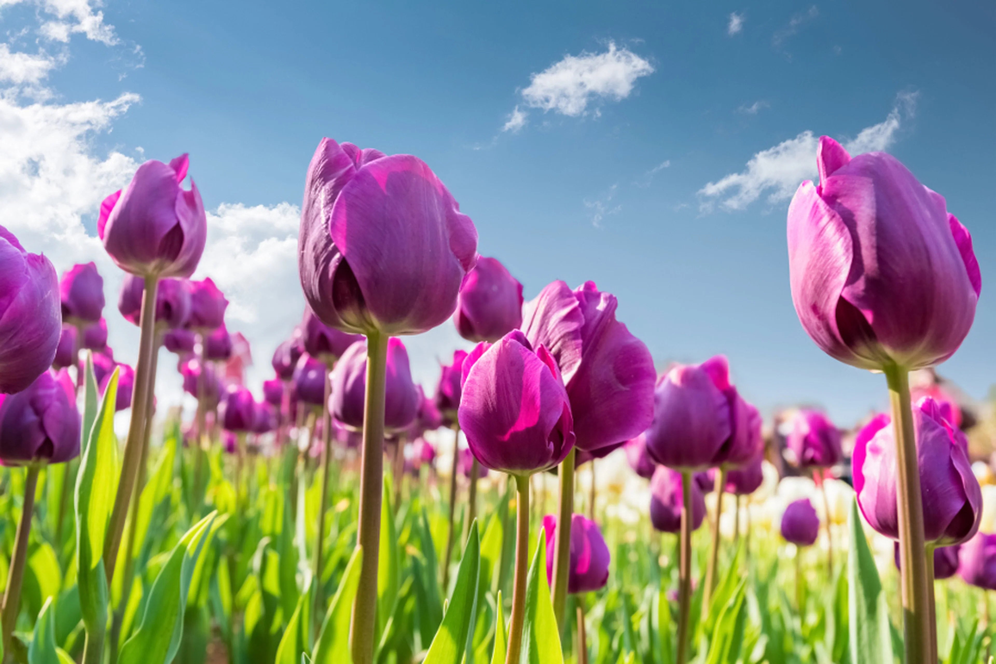 Early Spring Flowering Plants – The Garage Gardener