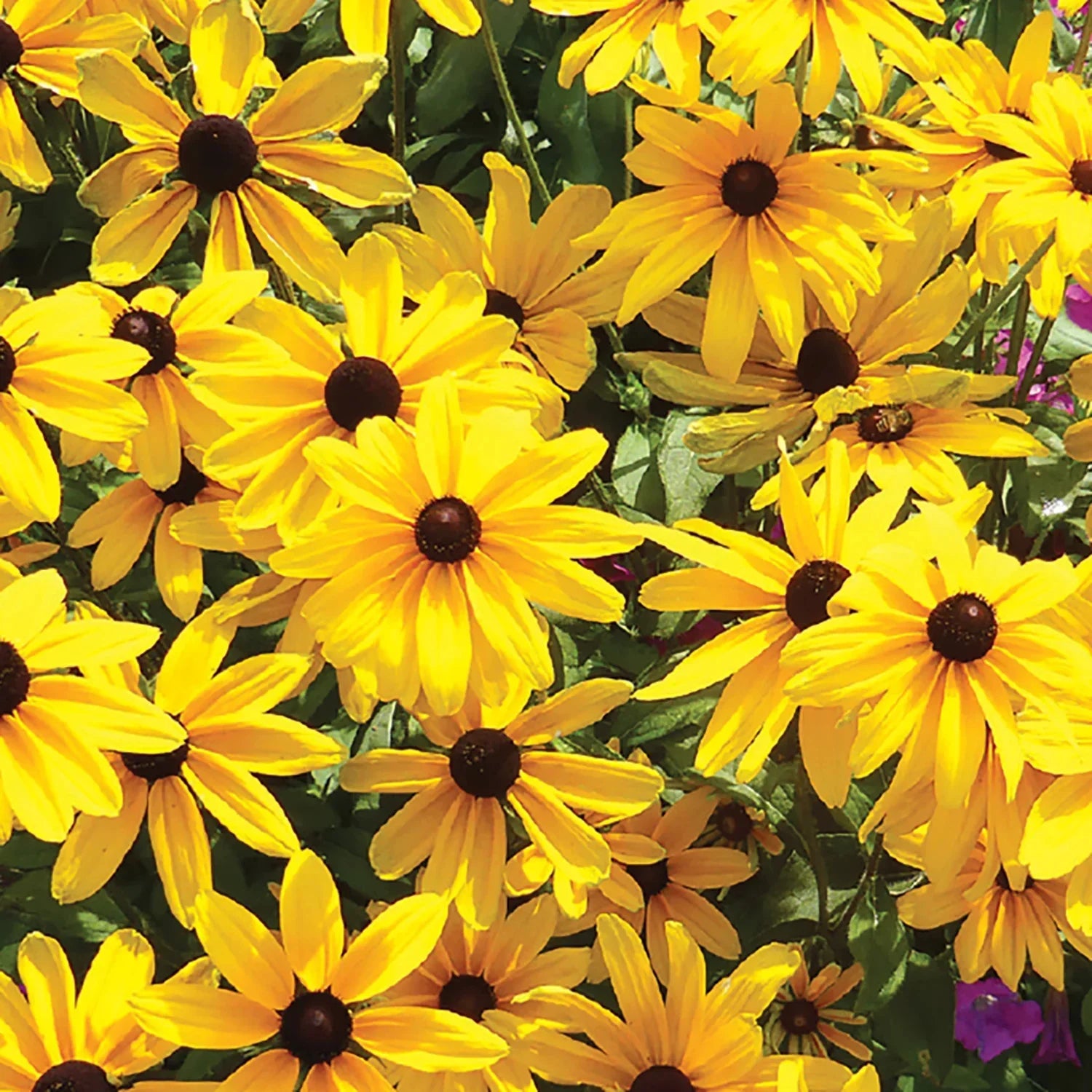 Perennial Plant Collection