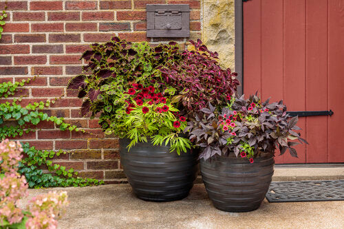 Hanging Baskets & Mixed Containers